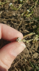 Cryptantha leiocarpa