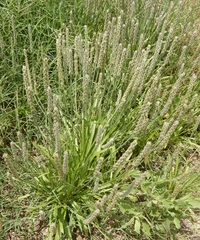 Plantago patagonica