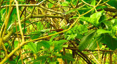 Synallaxis erythrothorax