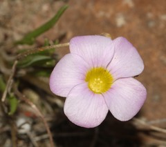 Oxalis monophylla stenophylla