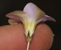 Oxalis monophylla stenophylla