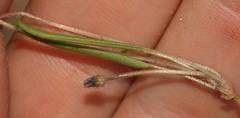 Oxalis monophylla stenophylla