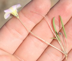 Oxalis monophylla stenophylla