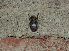 Toxonotus cornutus