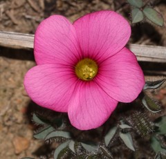Oxalis adspersa