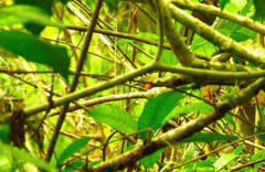 Synallaxis erythrothorax