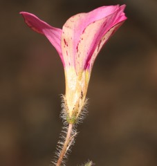 Oxalis adspersa