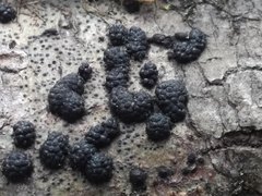 Annulohypoxylon truncatum