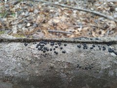 Annulohypoxylon truncatum