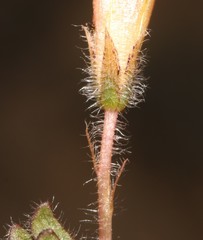 Oxalis adspersa