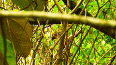 Synallaxis erythrothorax