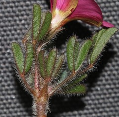 Oxalis adspersa
