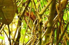 Synallaxis erythrothorax