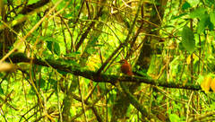 Thryophilus rufalbus