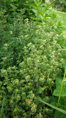 Thymus × citriodorus