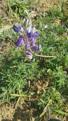 Lupinus variicolor