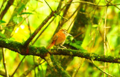 Thryophilus rufalbus