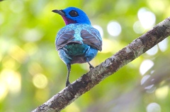 Turquoise Cotinga photo 2