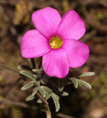 Oxalis droseroides
