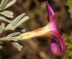 Oxalis droseroides