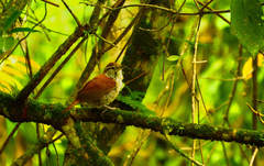 Thryophilus rufalbus