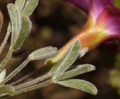 Oxalis droseroides