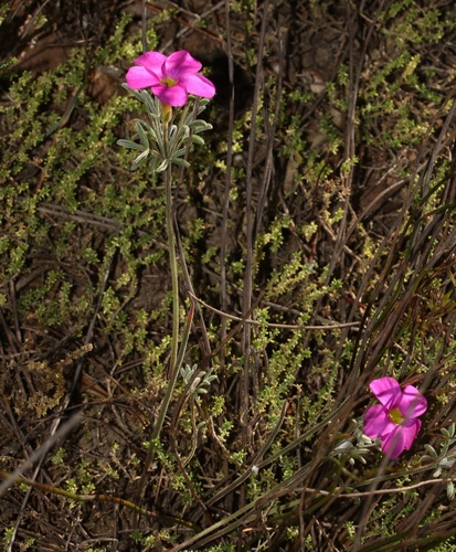 Image of Oxalis droseroides by (c) Brian du Preez, some rights reserved (CC BY-SA)