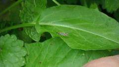 Micromus variegatus