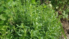 Satureja