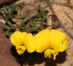 Lotononis complanata