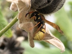 Ancistrocerus lineativentris