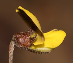 Lotononis complanata