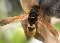 Ancistrocerus lineativentris
