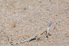 Callisaurus draconoides rhodostictus