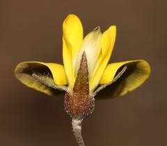 Lotononis complanata