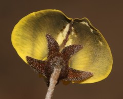 Lotononis complanata