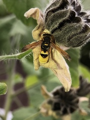 Ancistrocerus lineativentris