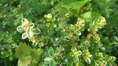 Thymus × citriodorus