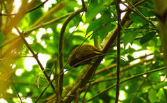 Picumnus olivaceus