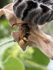 Ancistrocerus lineativentris