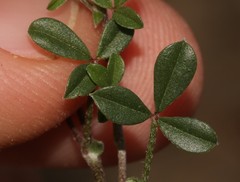 Lotononis complanata