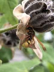 Ancistrocerus lineativentris