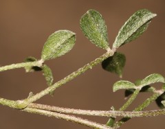 Lotononis complanata