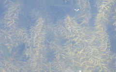 Elodea canadensis