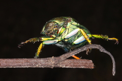 Chrysina laniventris