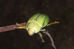 Chrysina laniventris