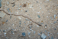 Arizona elegans eburnata