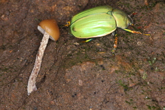 Chrysina laniventris