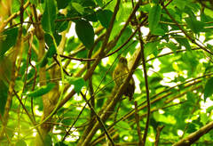 Picumnus olivaceus