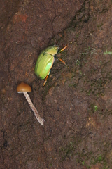 Chrysina laniventris